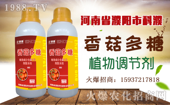 �����������ף������µ�һ���﹤�����������������