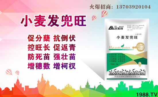 �����������ȫ�w�T��ף����´��옷(l��)������������