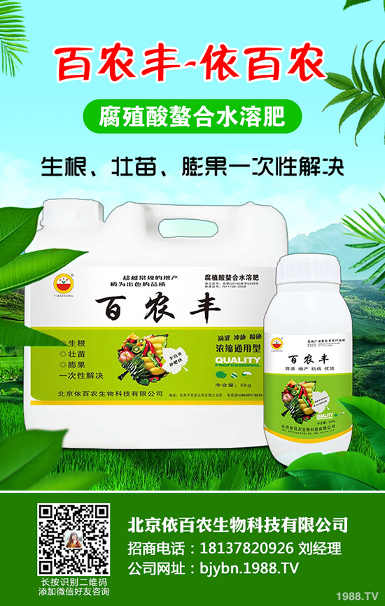 紅薯什么季節(jié)栽種,如何能將紅薯栽種好?