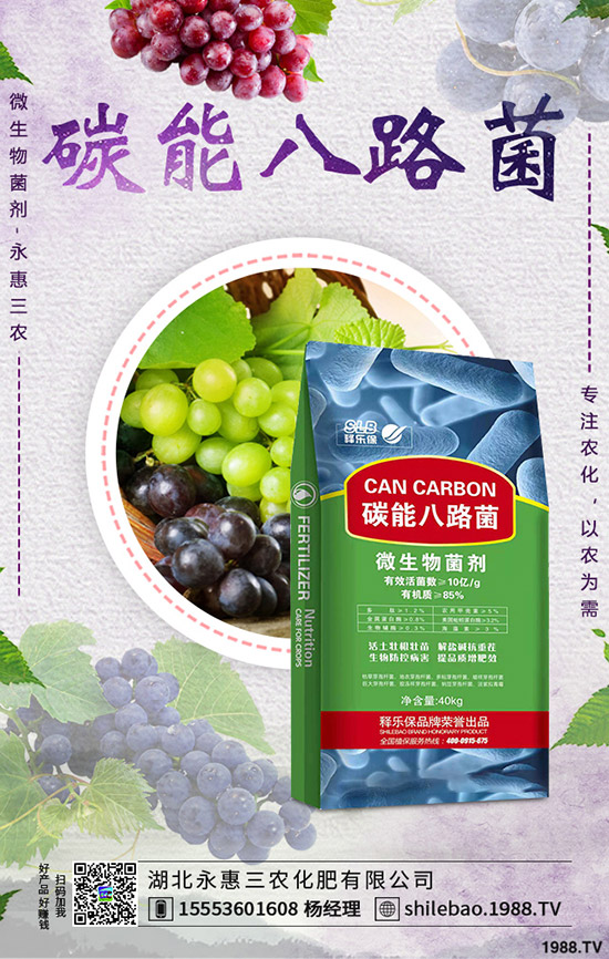 2020年春節(jié)蒜黃價(jià)格是否上漲?批發(fā)價(jià)多少錢一斤?蒜黃種植前景!