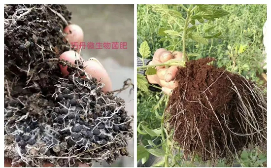 ��΢�������+�ЙC(j��)�ʡ�Ч��ţ�ƣ�ʩһ���������ʡ���ָ߮a(ch��n)��