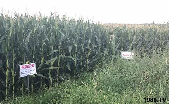 �ٿ���С�����a(ch��n)1471�����pø����ȫ������(j��)�����߮a(ch��n)������(d��ng)֮�o����