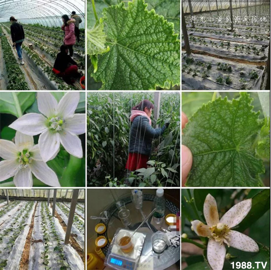 防治高抗性白粉虱——殺蟲殺卵一招制敵