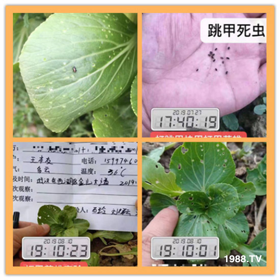 防治高抗性白粉虱——殺蟲殺卵一招制敵