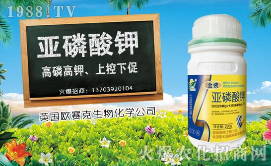 木瓜什么時候種植?木瓜種植時間及種植技術(shù)要點!