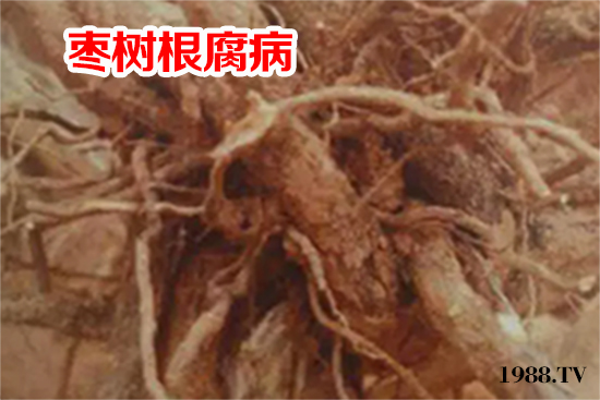 棗樹(shù)根腐病