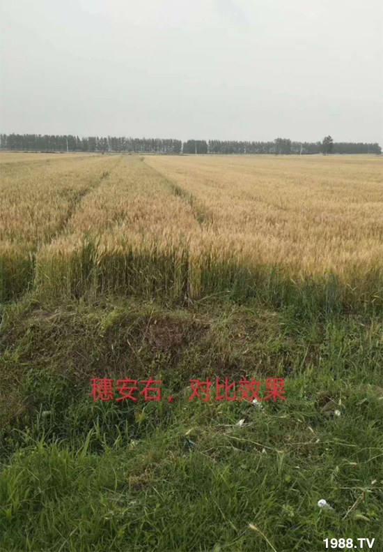 С����ù��Σ�����c������С����ù����ʲôˎ��