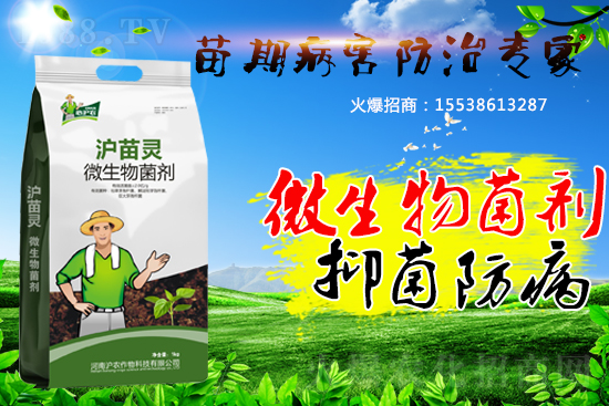 作物苗期病害“致命傷”,基本的預(yù)防方法您會了嗎?