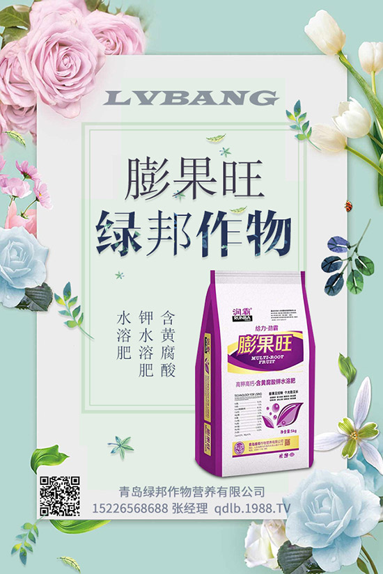 早春菠菜種植技術!田間管理要注意什么?