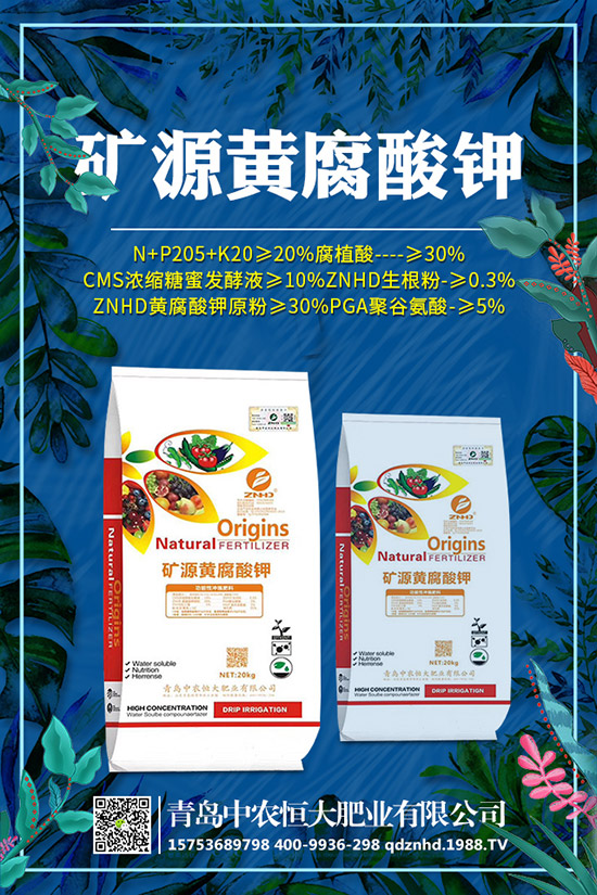 早春菠菜種植技術(shù)有哪些,田間管理要注意什么?