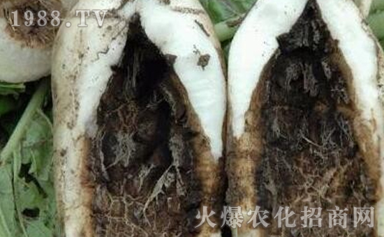 �}���ڸ����İY����}���ڸ����ķ�����