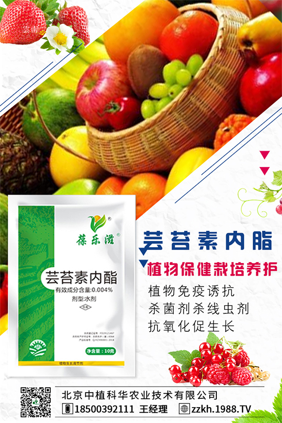 枸杞要怎么種植？枸杞水肥管理要點！