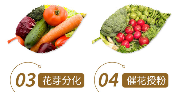 ��ˎ�ĠI(y��ng)�B(y��ng)���a(b��)-����ֲ��ˮ�ܷ�-�����r(n��ng)��_06