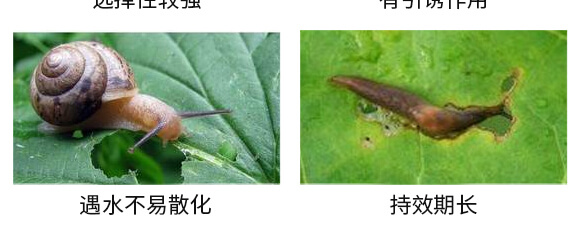 6%四聚乙醛(300克)-戰(zhàn)螺-凱諾生物_06