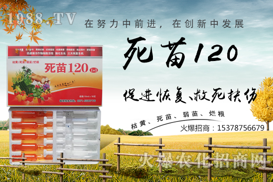  �߲˷Nֲ���L���������������砀�����W���@Щ�������߲����砀����������