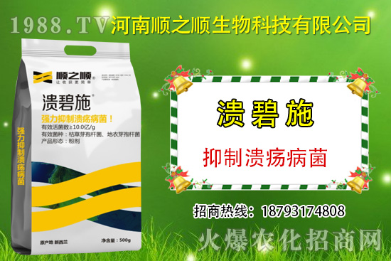 柑橘潰瘍病危害一年比一年嚴重,柑橘潰瘍病如何防控?