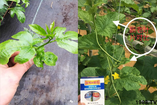 Ч������