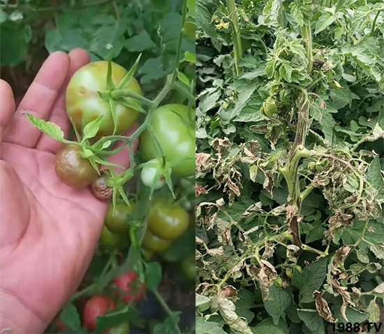 ���Ѳ�����