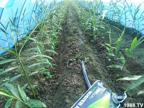     ���׌�Nֲ׃�ø��p����һ���ײͣ�ȫ���䷽����˹�ش󽪠I�B(y��ng)�ײͷ�����