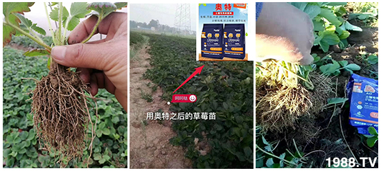     ���׌�Nֲ׃�ø��p����һ���ײͣ�ȫ���䷽����˹�ش󽪠I�B(y��ng)�ײͷ�����