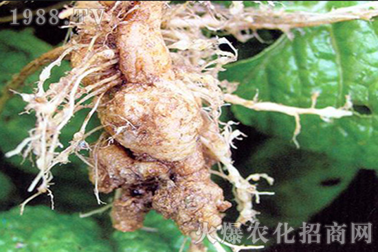 ���{���[��