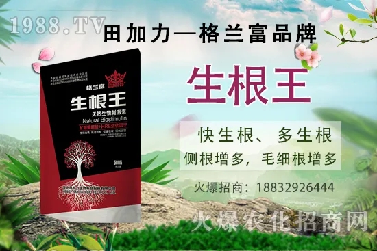 名貴中藥天麻的生長(zhǎng)環(huán)境,天麻的品種及種植前景如何?