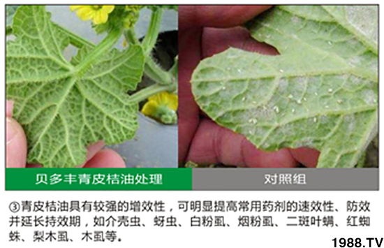 青皮桔柚助劑-貝多豐