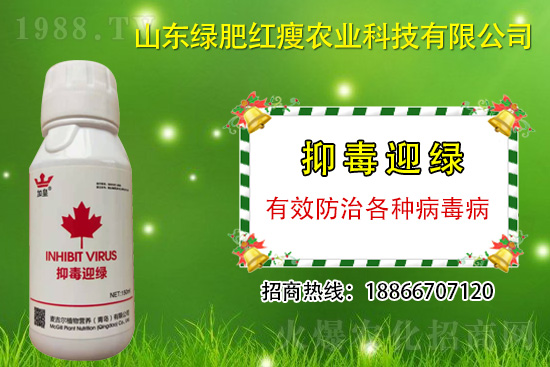 防治病毒病再也不用拔,“抑毒迎綠”專治病毒病!