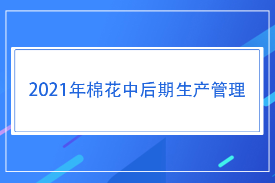 2021年棉花中后期生產(chǎn)管理指導意見