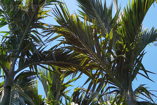 萬寧黃化防控比武基地-碳氫核肥檳榔基地示范效果