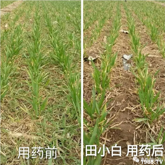 節(jié)節(jié)麥危害嚴(yán)重怎么打?用什么藥劑效果好?