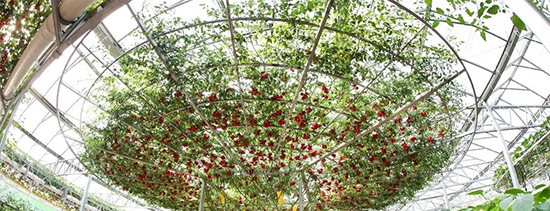 �ڶ�ʮ���É۹�˲���(hu��)4