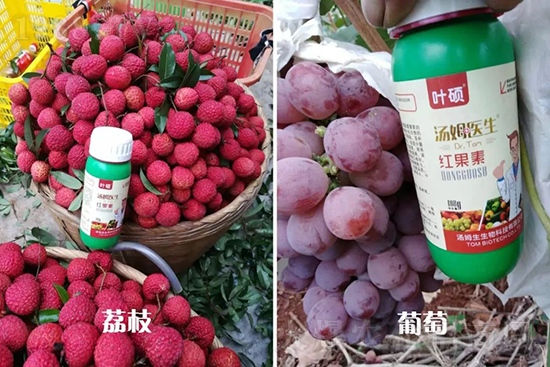 �t���ء�ֻ���D(zhu��n)ɫ�������D(zhu��n)ɫ���������߼t���ó���