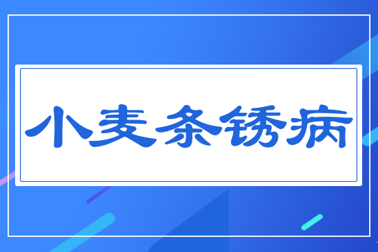 小麥條銹病
