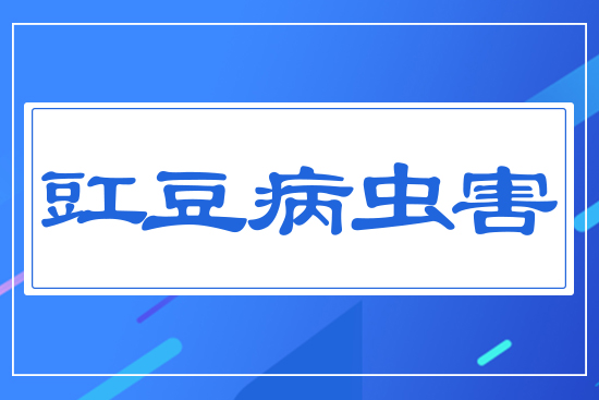 豇豆病蟲(chóng)害