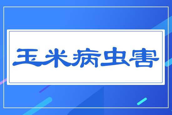 玉米病蟲害