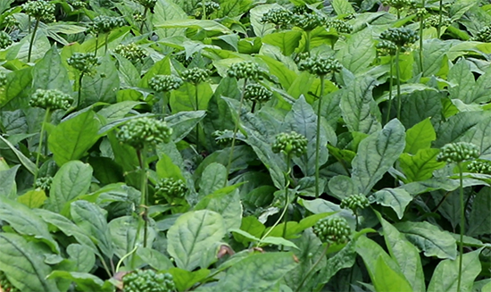 �˅�չ�~�ڌ�(zhu��n)�ú���ֲ��ˮ�ܷ�-ʢ̩����2