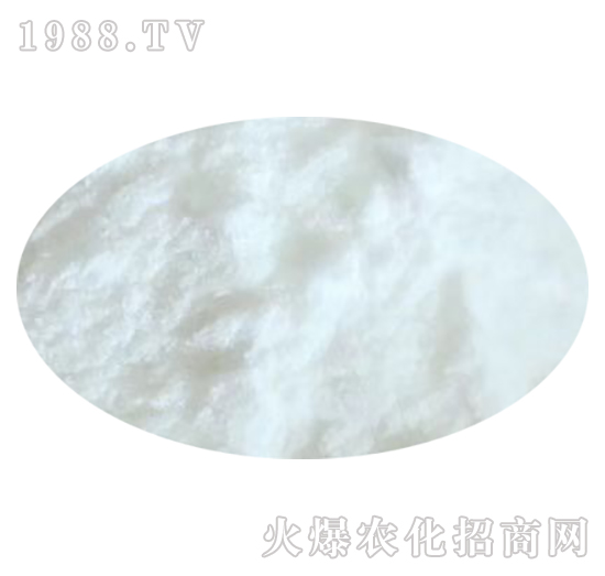 �۠���������-���p�Ƽ�