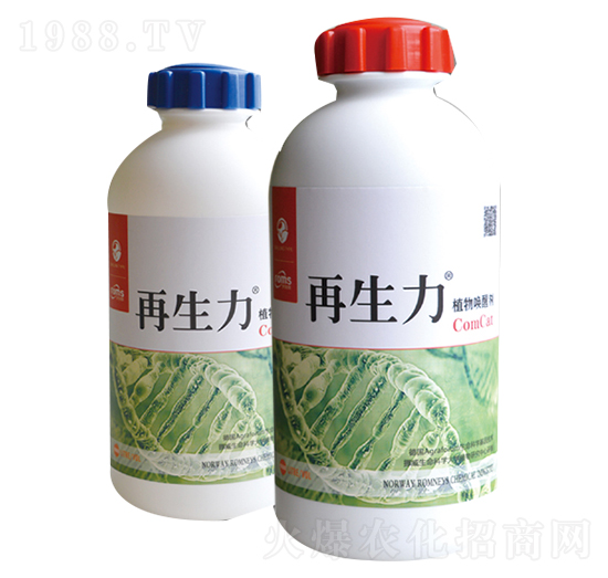 ������ֲ��ф�-����