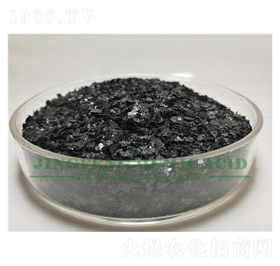 �S��ֲ���Ƭ-���S��ֲ��