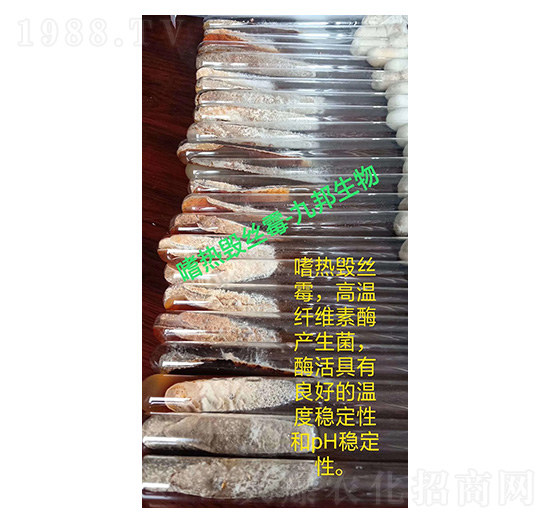 �ȟ��Ԃ�(c��)��ù-б��ԇ�ܾ��N-�Ű�����