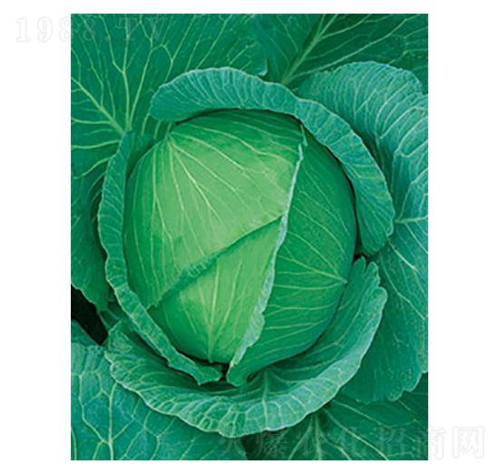 ���Sһ̖���{(l��n)-̫���N�I(y��)