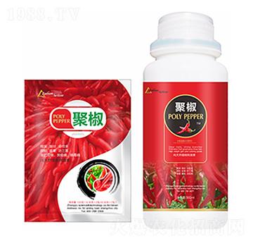 �۽�-�����Ƽ�