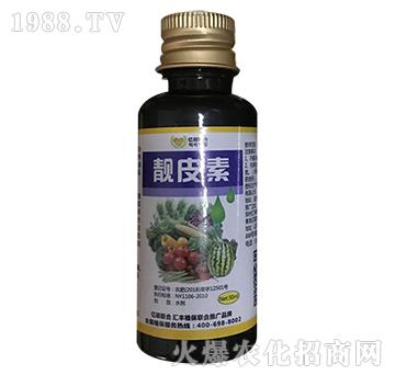 �nƤ��-�R�Sֲ��