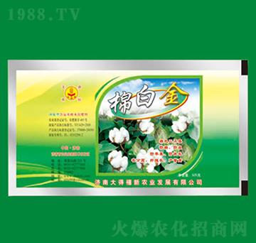 �ް׽�-�����