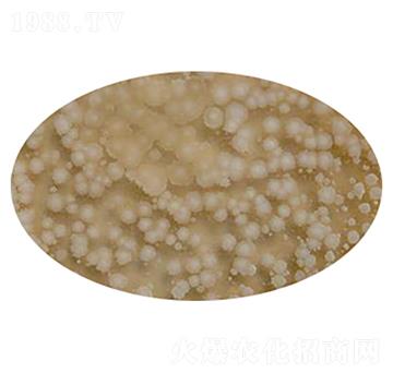 �z����ѿ�ߗU��-�P����