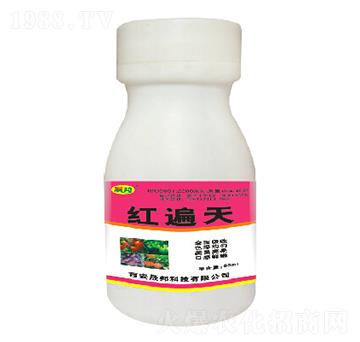 �t����-�ɰ�����