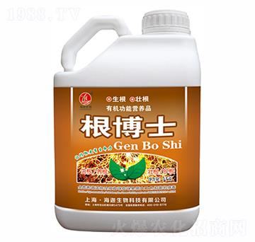 ����ʿ-�t������