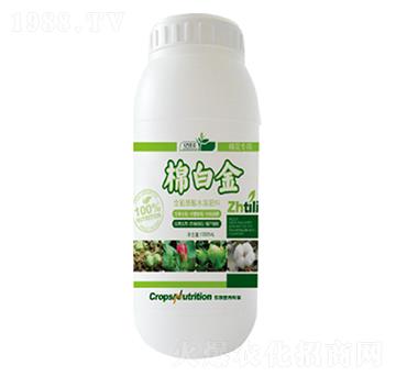 �ް׽�-�|���S