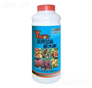 �n���l(f��)�������-�A����